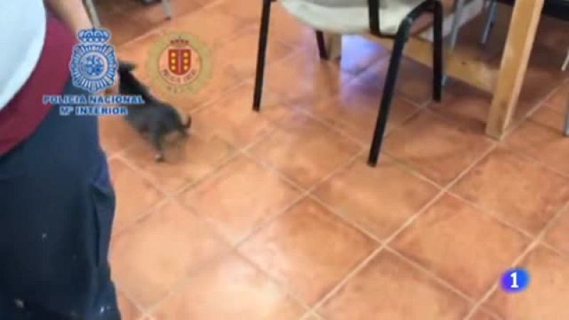 12 Chihuahuas rescatados de un criadero ilegal en Meco, Madrid - Ver ahora