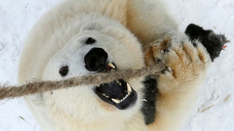 Osos polares invaden un pueblo ruso presionados por el deshielo
