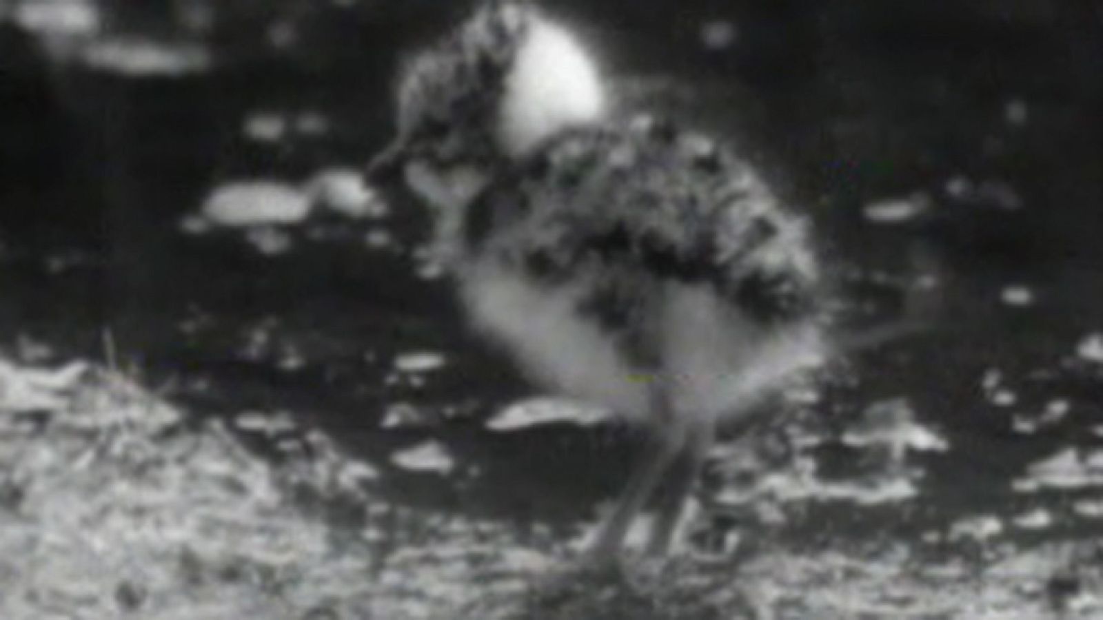 El planeta azul - Llegan las avefrías - El planeta azul | Ver