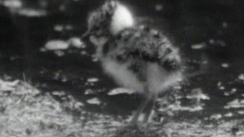 El planeta azul - Llegan las avefras - El planeta azul | Ver