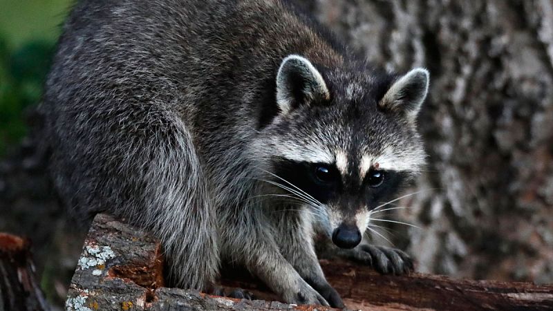 Los mapaches se están convirtiendo en una plaga en Madrid. Es una de las cientos de especies invasoras que hay en España. No está cuantificado el número, pero se sabe que causan problemas mediambientales, sanitarios y también económicos. La Unión Eur