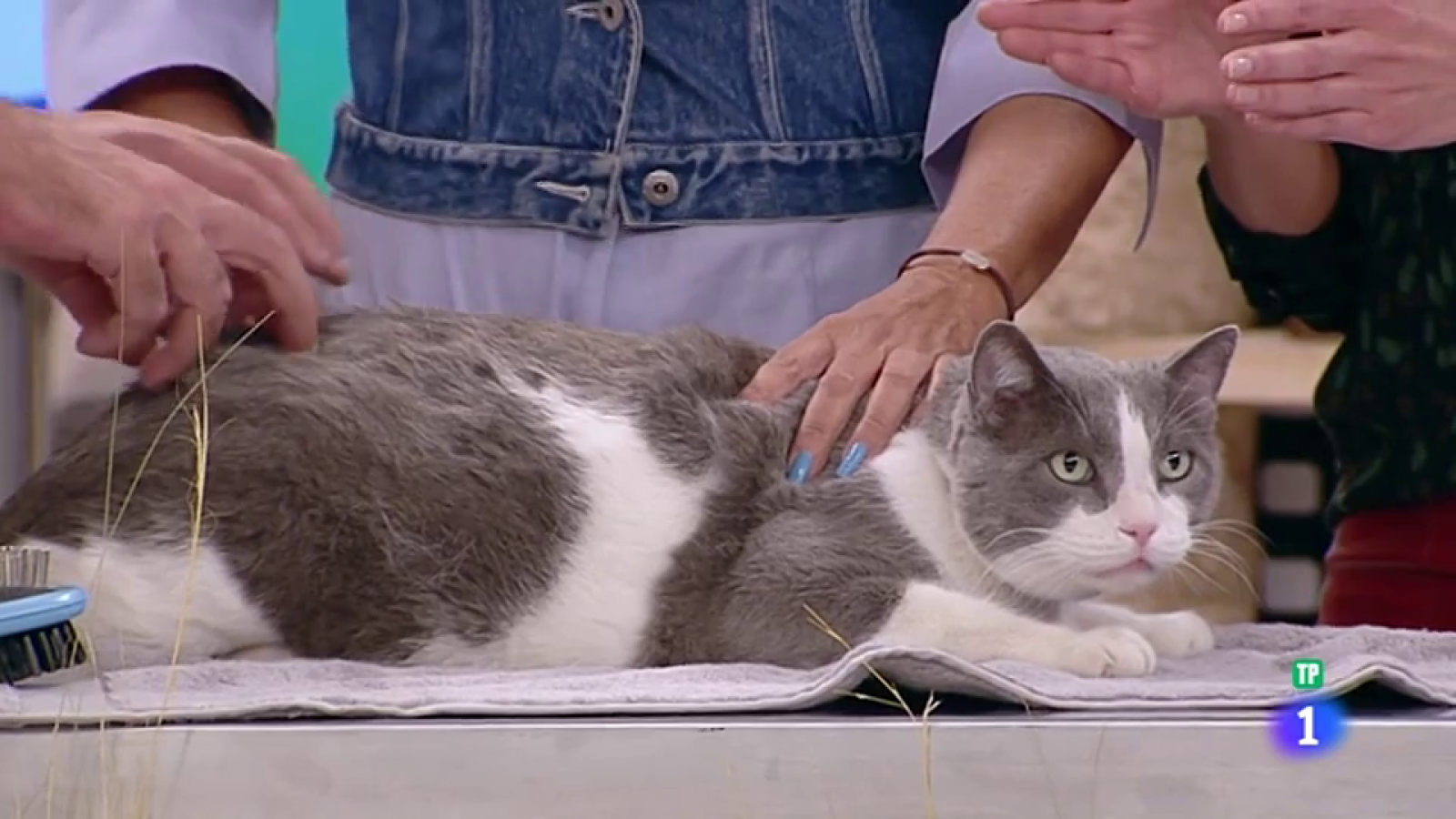 +Cotas - Cuándo y cómo bañar a tus gatos