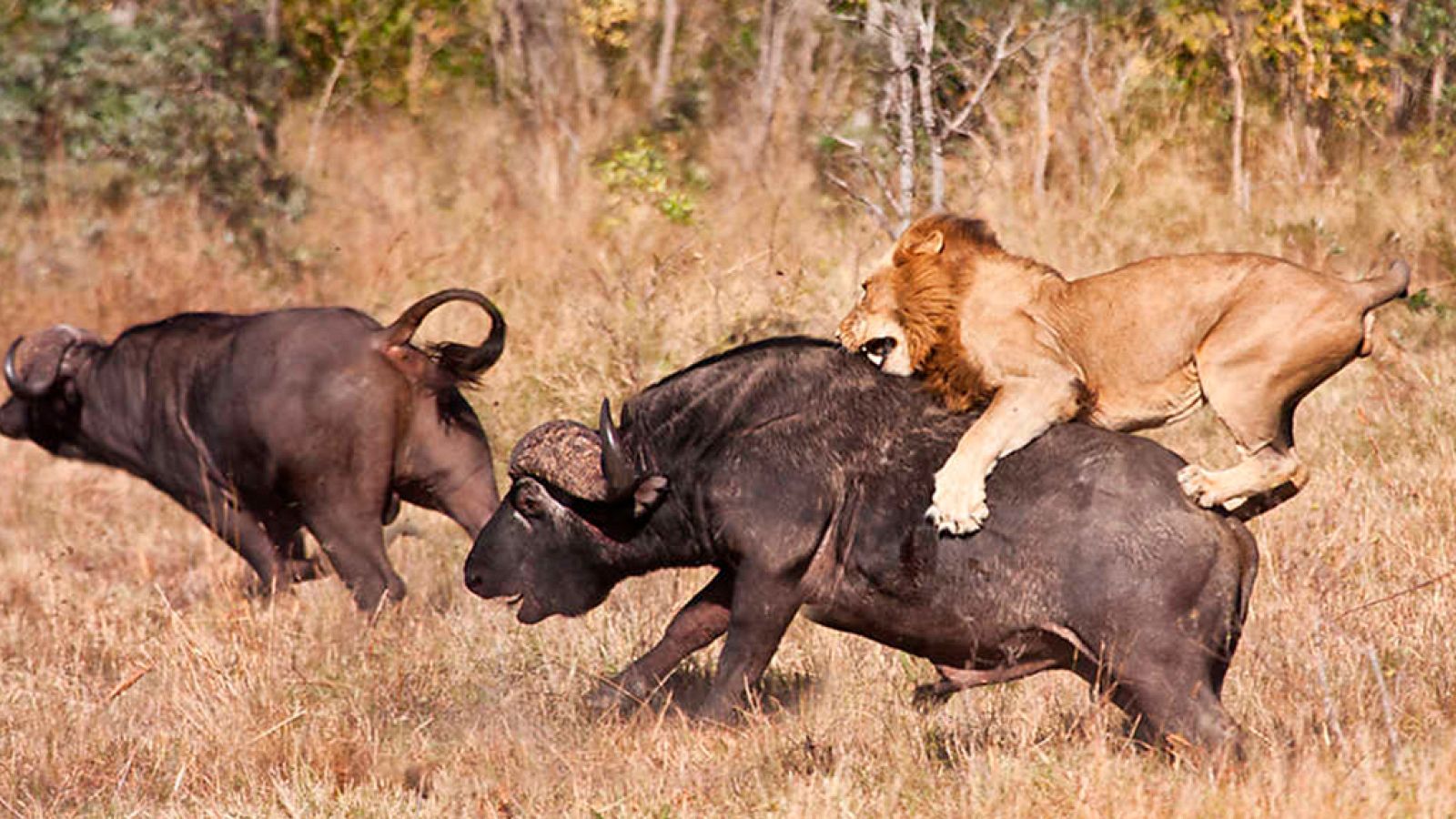 Grandes documentales - Atracción mortal - ver ahora