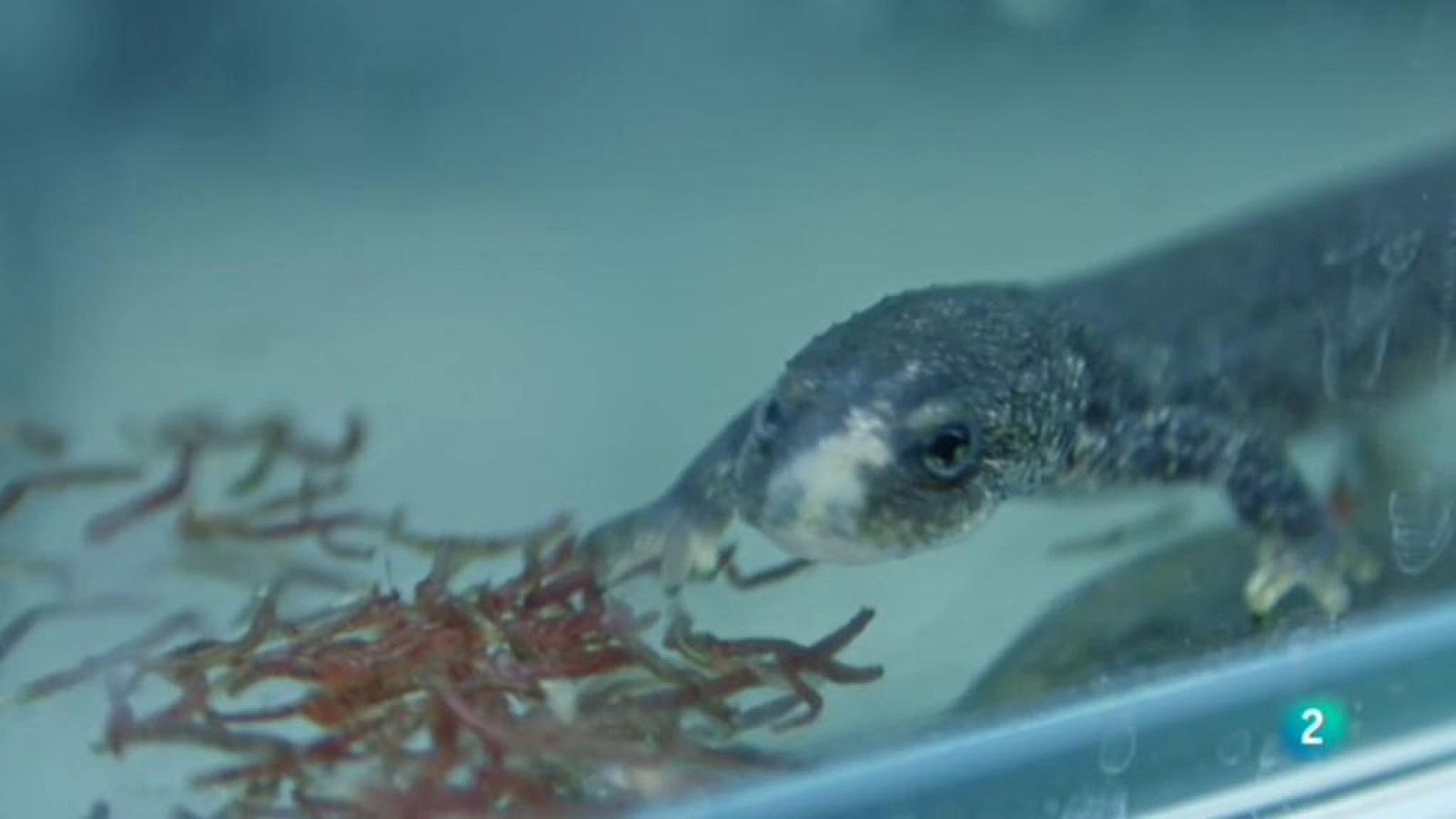 La meva mascota i jo - Centre de Recuperació de Fauna Salvatge