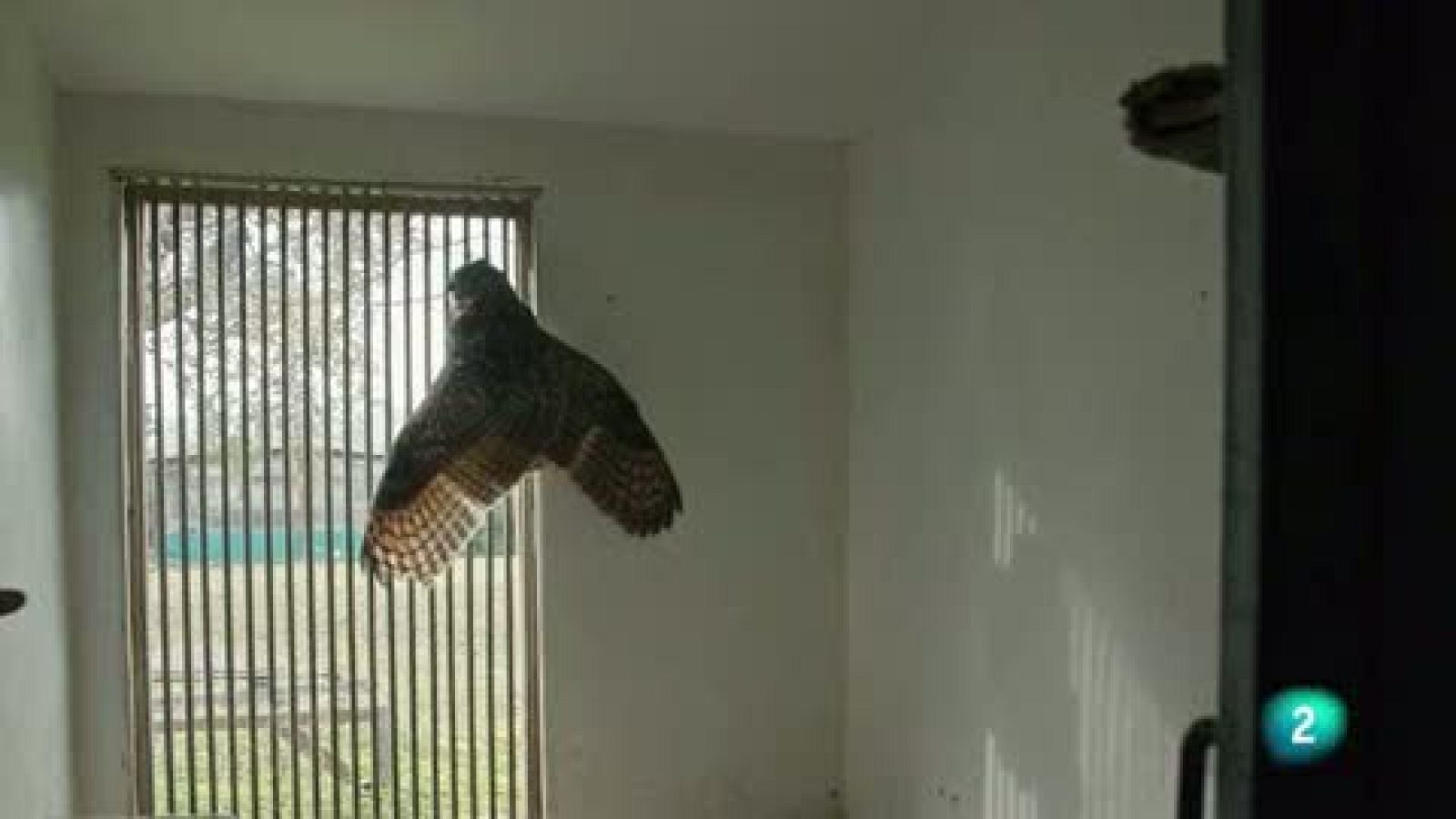 La meva mascota i jo - La recuperació dels animals salvatges