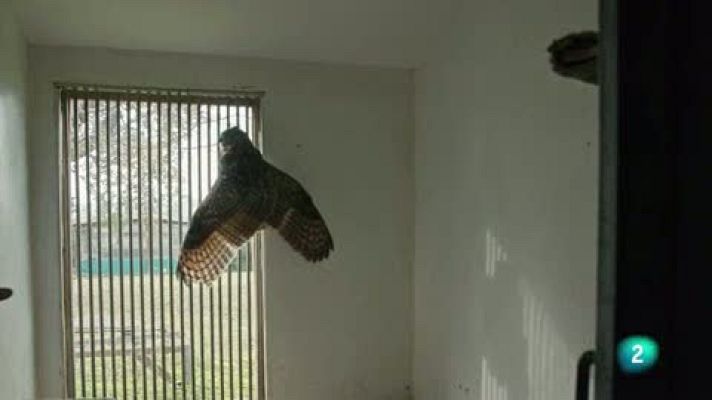 La meva mascota i jo - La recuperació dels animals salvatges