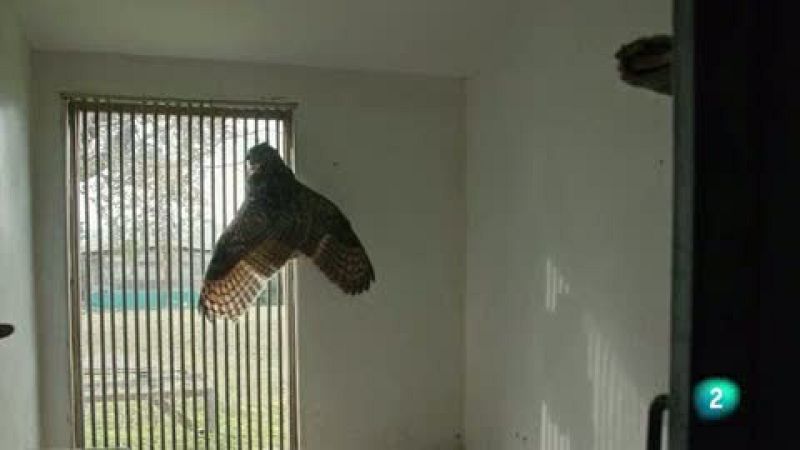 La meva mascota i jo - La recuperaci� dels animals salvatges