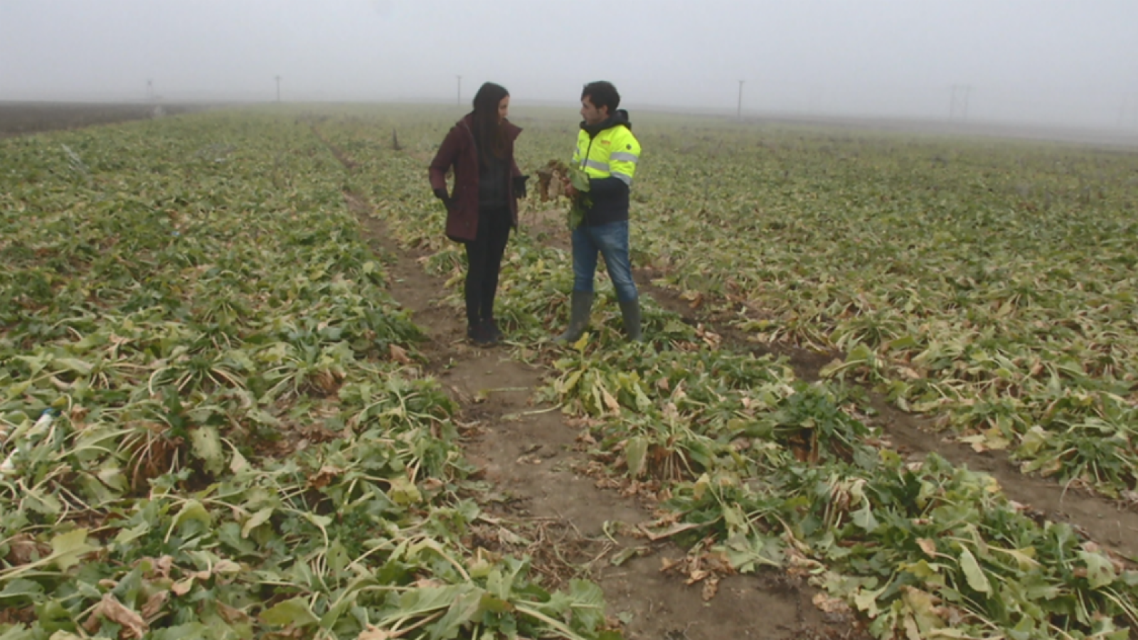 Cómo se hace el azúcar de mesa