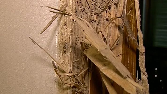 Telediario 1 - Plaga de termitas en Tenerife