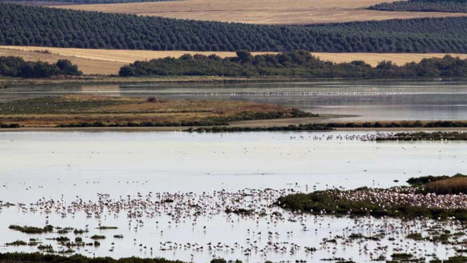 Pozos ilegales en Doñana | Ver