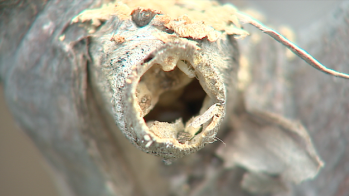 Telecanarias - Telecanarias 2 - 21/02/2019