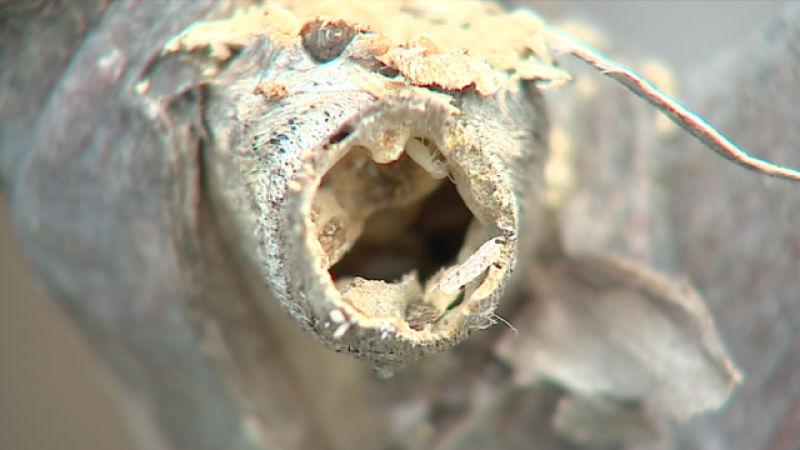 Telecanarias 2 - 21/02/2019