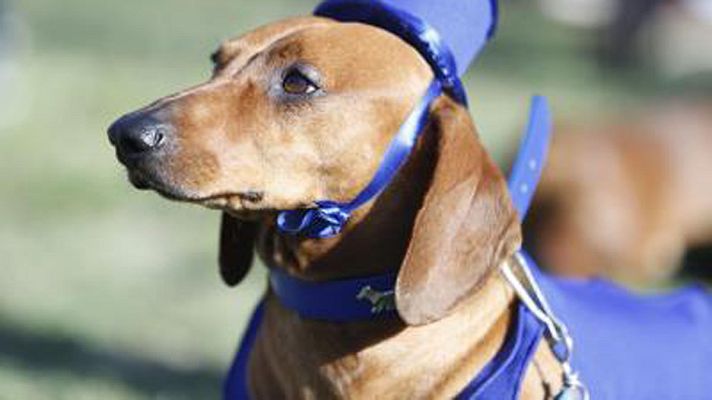 Telediario 1 - 'Perrutis', el proyecto que pretende concienciar a los jóvenes sobre el consumo de alcohol y drogas