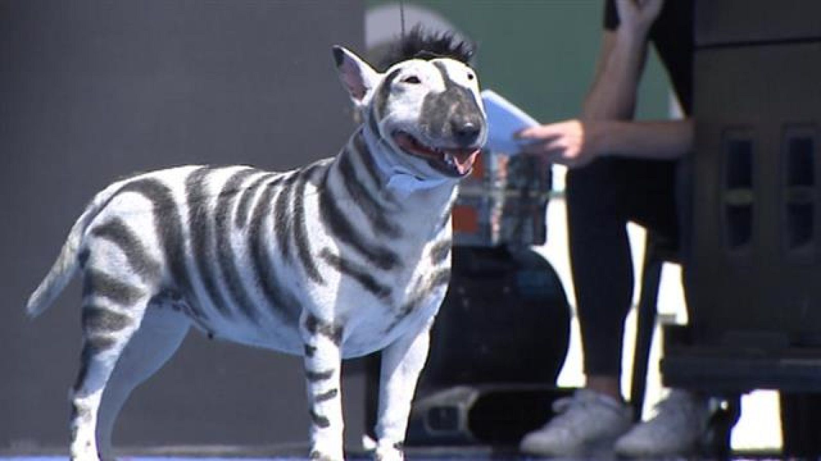 Canarias en 2' - 24/02/2019