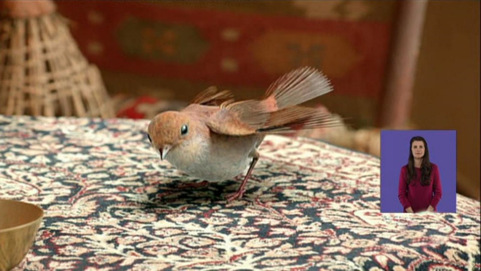 El ruiseñor evasivo - Jamillah y Aladdin | Ver