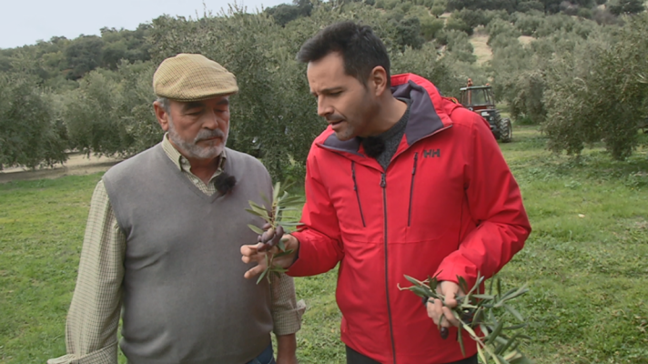 Aquí la Tierra - La valiosa variedad picudo