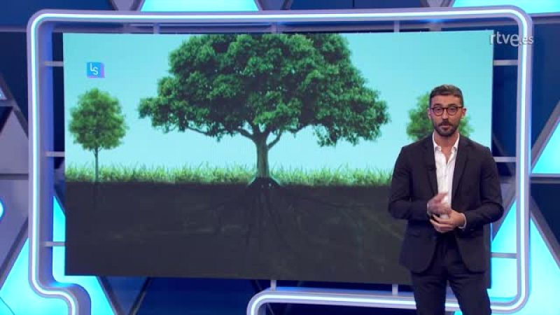 Lo Siguiente - Los �rboles se comunican entre ellos - Lo siguiente | Ver