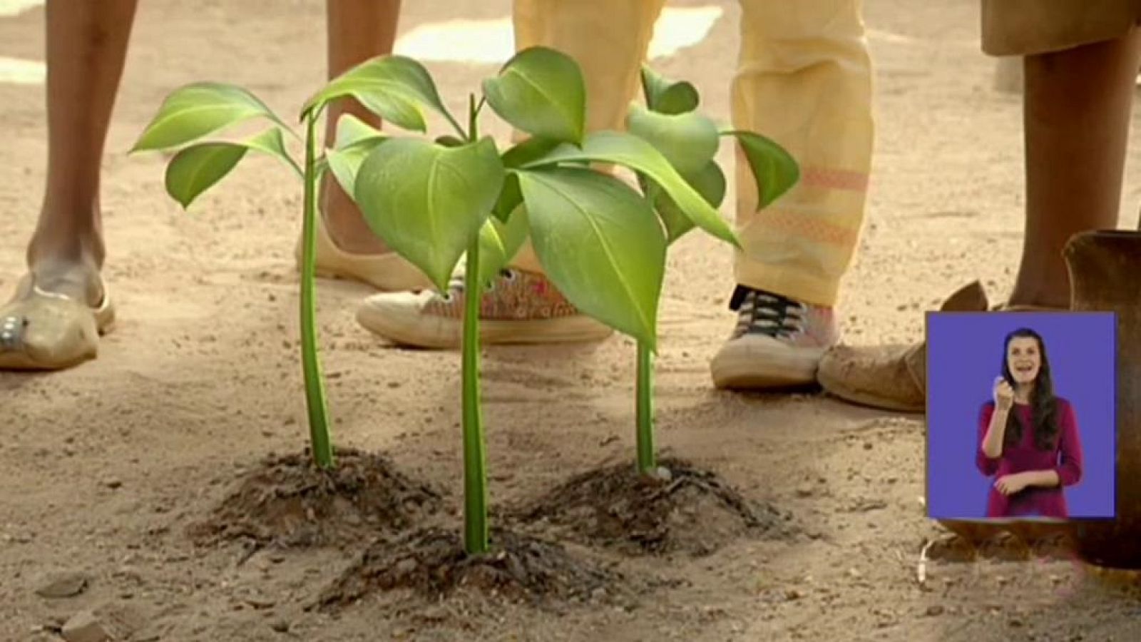 La flor de Baddad - Jamillah y Aladdin | Ver