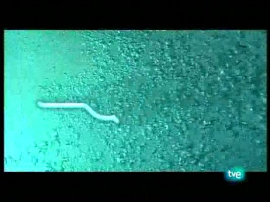 Bubbles - Papúa en Nueva Guinea