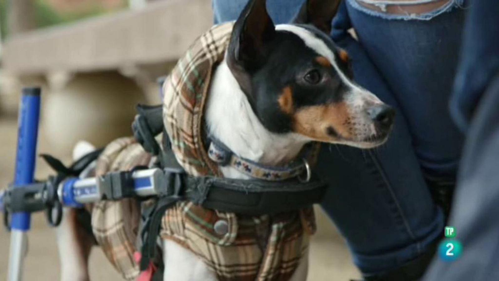 Vídeo sobre el programa La meva mascota i jo on es parla dels animals discapacitats