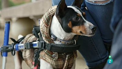 V�deo sobre el programa La meva mascota i jo on es parla dels animals discapacitats