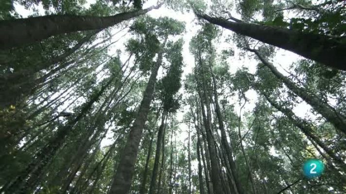 El escarabajo verde - Tres montes vecinales - Avance
