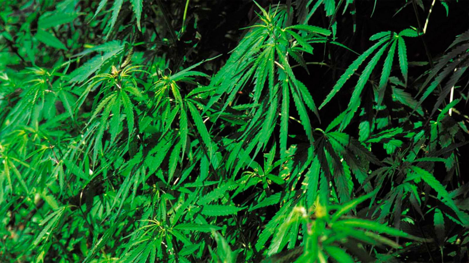 Granada es la provincia con más plantaciones de marihuana de toda España, según la Fiscalía Superior de Andalucía. Las plantas se alimentan dentro de viviendas con enganches ilegales a la red eléctrica, lo que provoca cortes continuos de suministro a