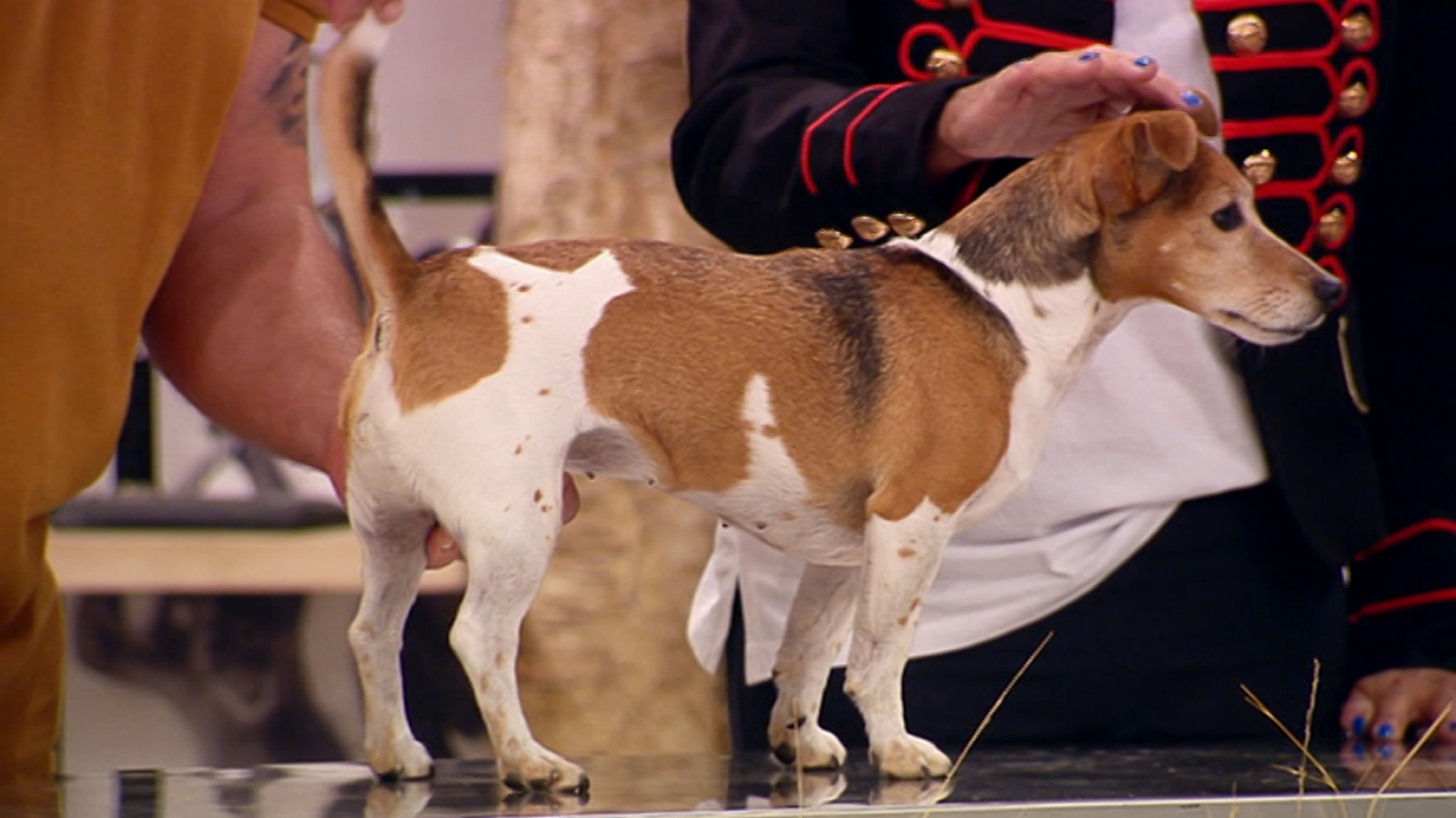 +Cotas - Programa 5 - ver ahora