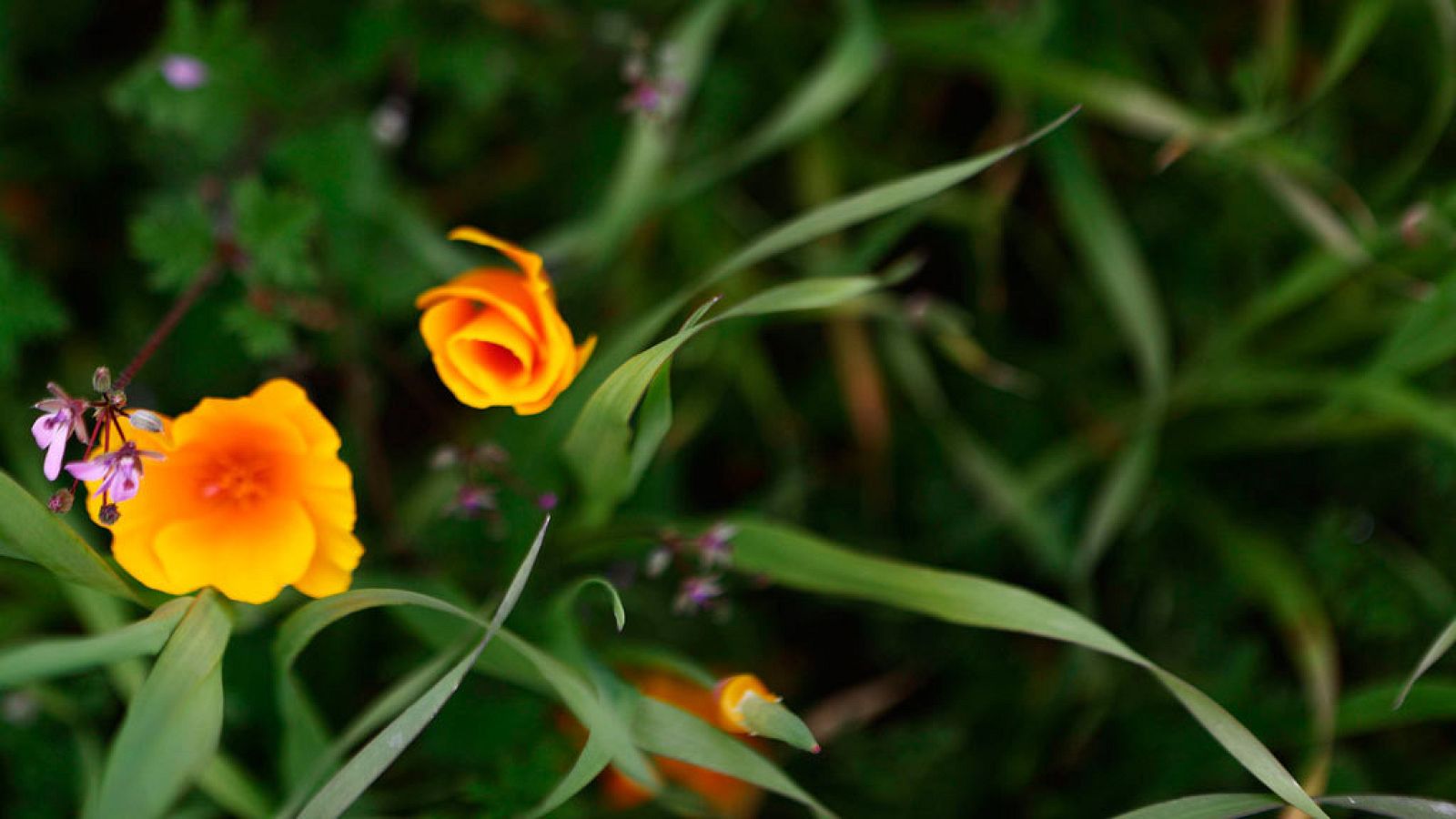 En el Cantábrico oriental y Pirineos occidentales el cielo estará nuboso