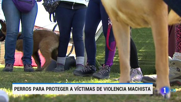 Telediario 1 - Perros entrenados para proteger a las víctimas de violencia machista