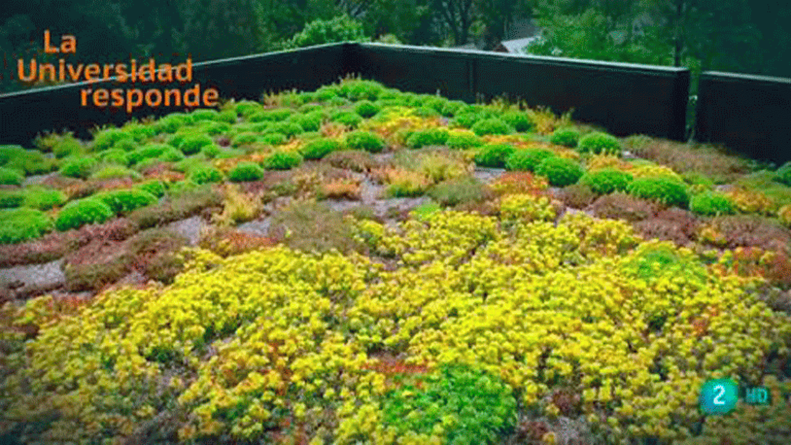 La Universidad Responde. Universidad Politécnica de Madrid: ¿Qué son las cubiertas vegetales? La aventura del saber