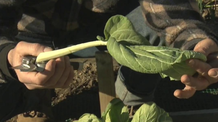 Aquí la Tierra - ¿Qué es el tatsoi?