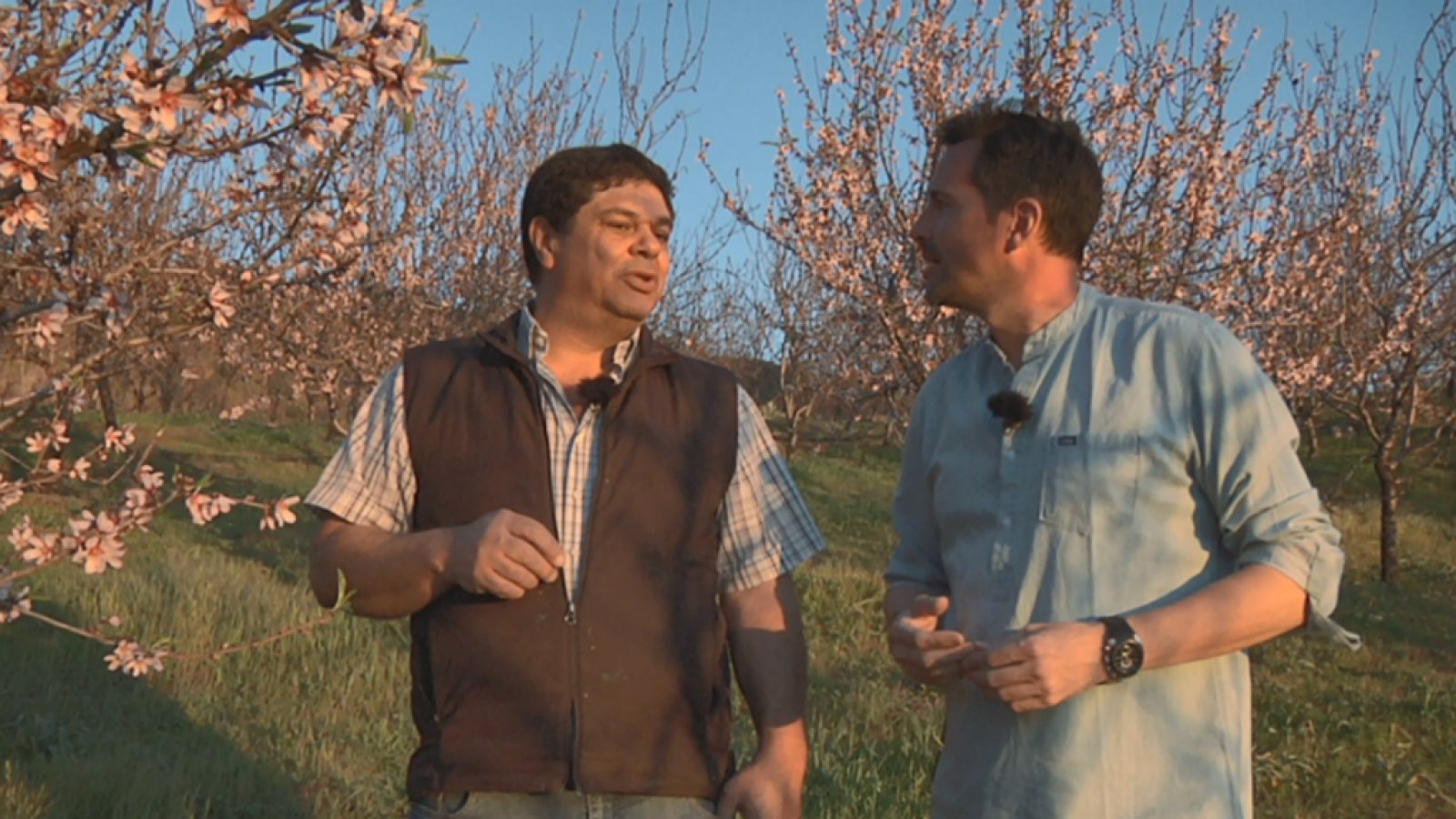 Almendreros canarios