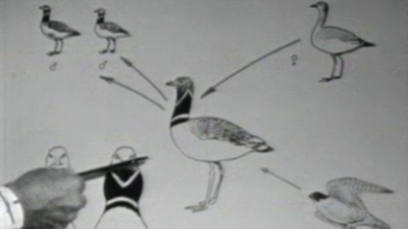 El planeta azul - Su lejana primavera - El planeta azul | Ver