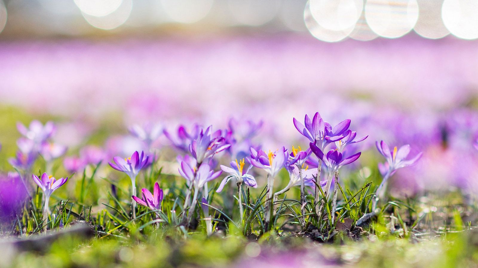 El Tiempo en la Comunidad de Madrid - 12/03/19 - ver ahora