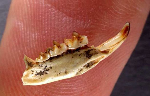 Ciencia y tecnología en Rtve.es - La musaraña gigante de Atapuerca