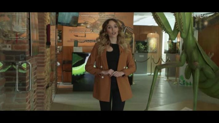 Lo siguiente - Los insectos están en peligro de extinción