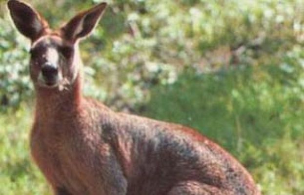  - Un surfero salva-canguros