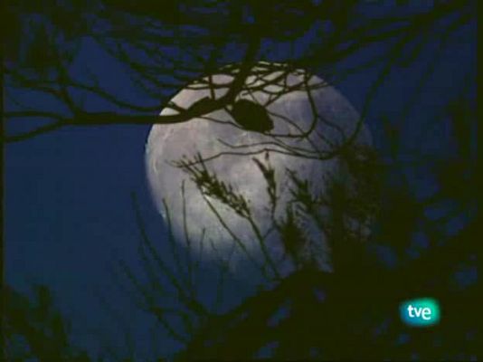 Jara y sedal - La pesca del reo con hormiga