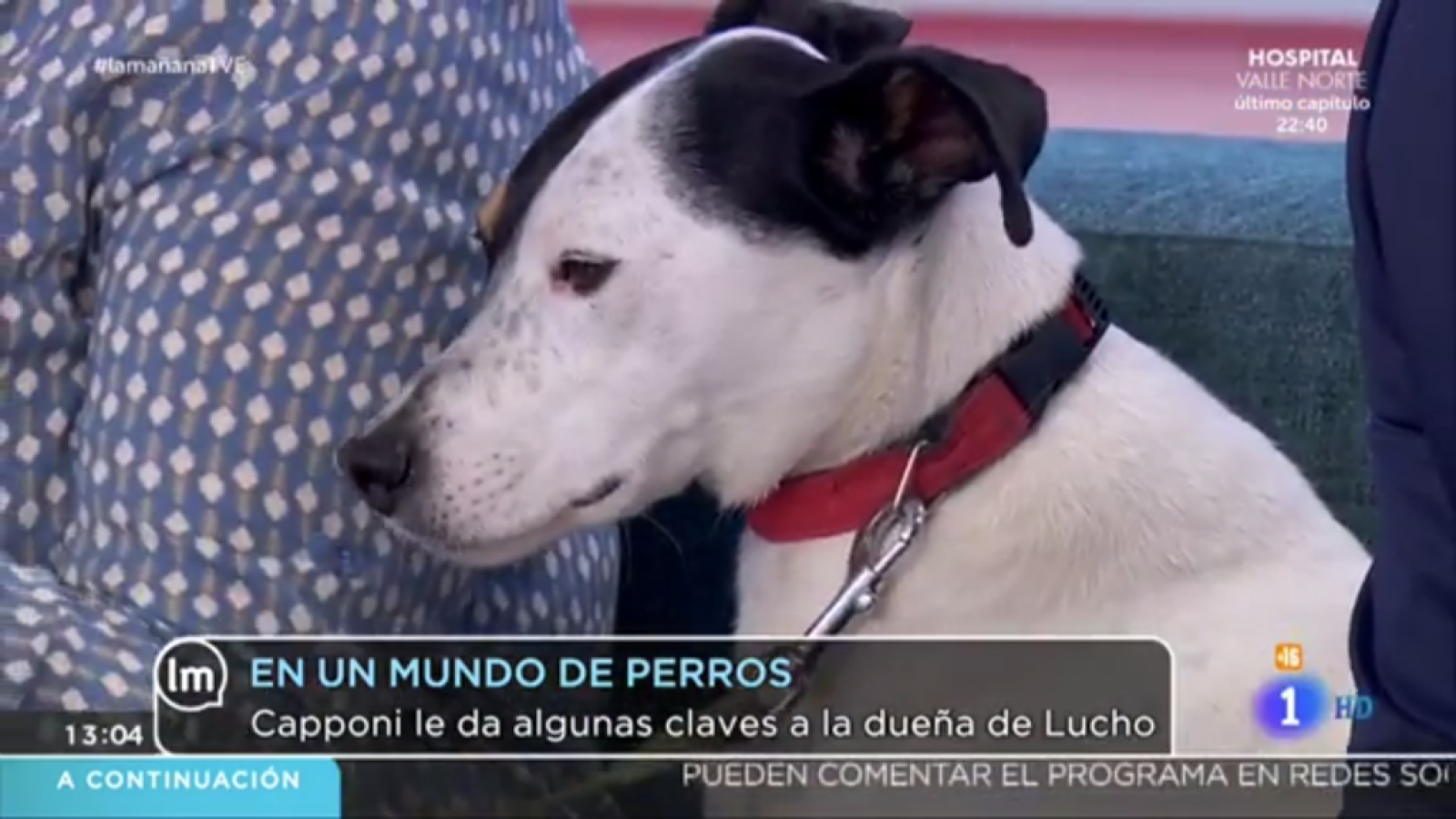 En un mundo de perros - La mañana | Ver