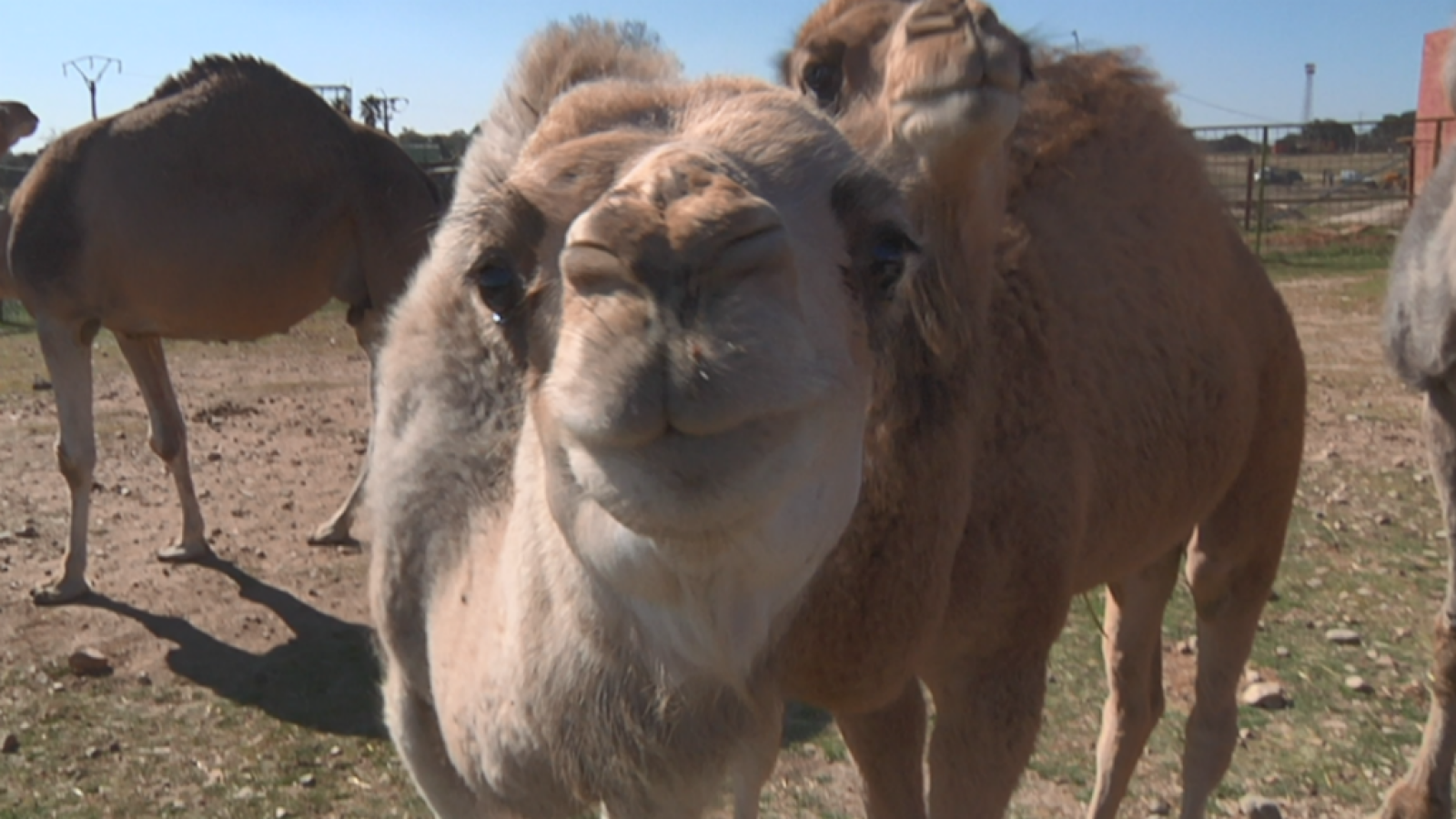 Pequeñas grandes criaturas