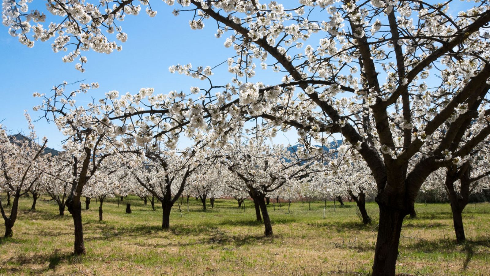 La primavera, que empieza este miércoles 20 de marzo, va a ser menos lluviosa de lo normal, después del segundo invierno más seco del siglo XXI. Los termómetros han subido, en algunas zonas, hasta temperaturas jamás registradas, y en ciudades como Ma