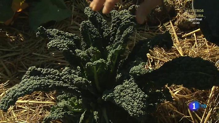 Aquí la Tierra - ¿Qué es el cavolo nero?