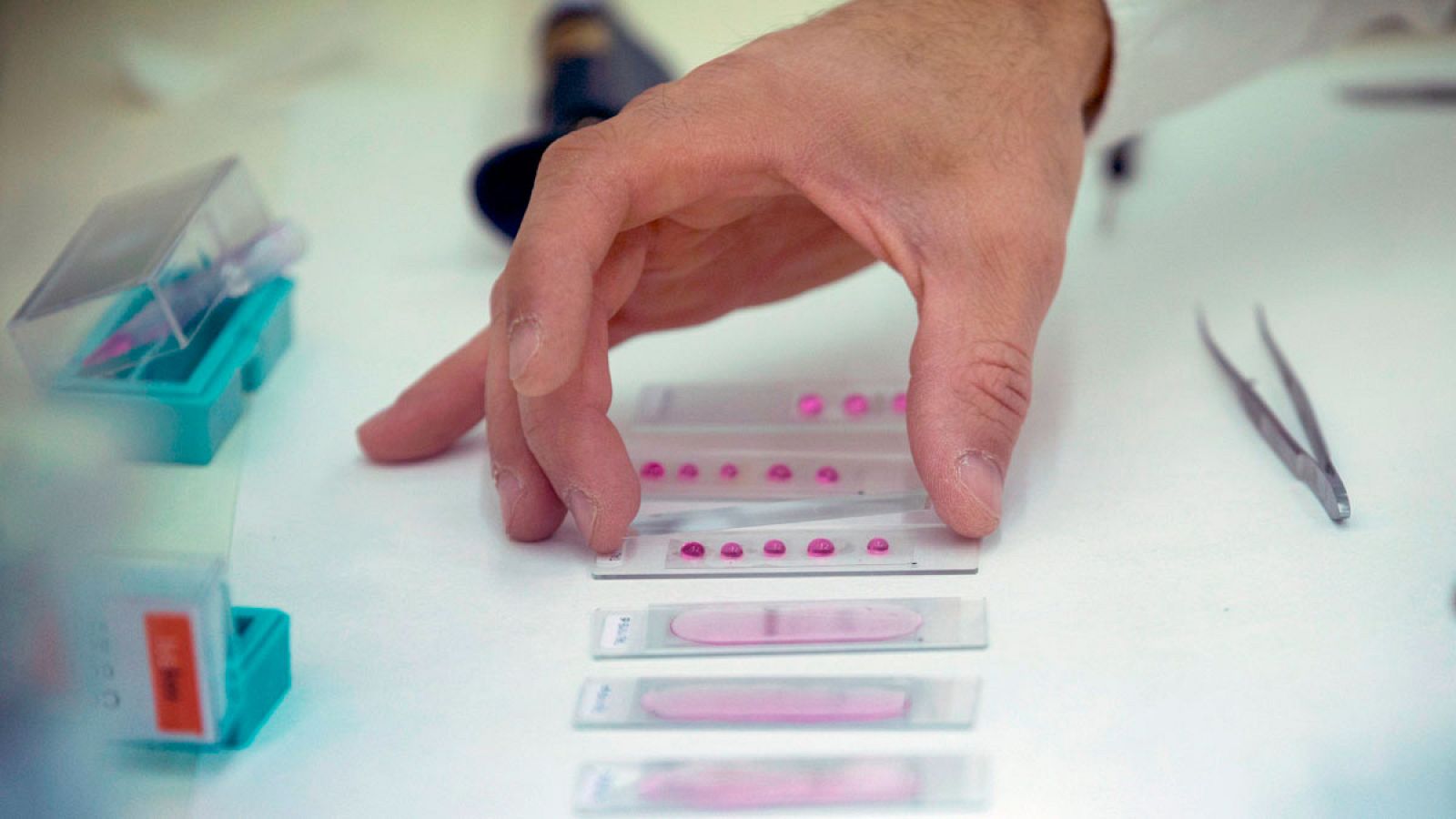 La primavera seca potenciará algunas alergias | Ver