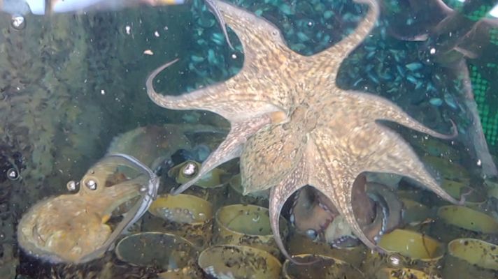 El escarabajo verde - El secreto del pulpo