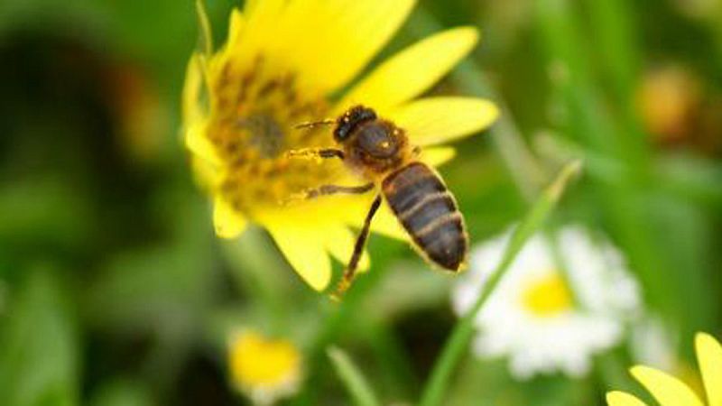 Fuenlabrada de los Montes, el pueblo de las abejas
