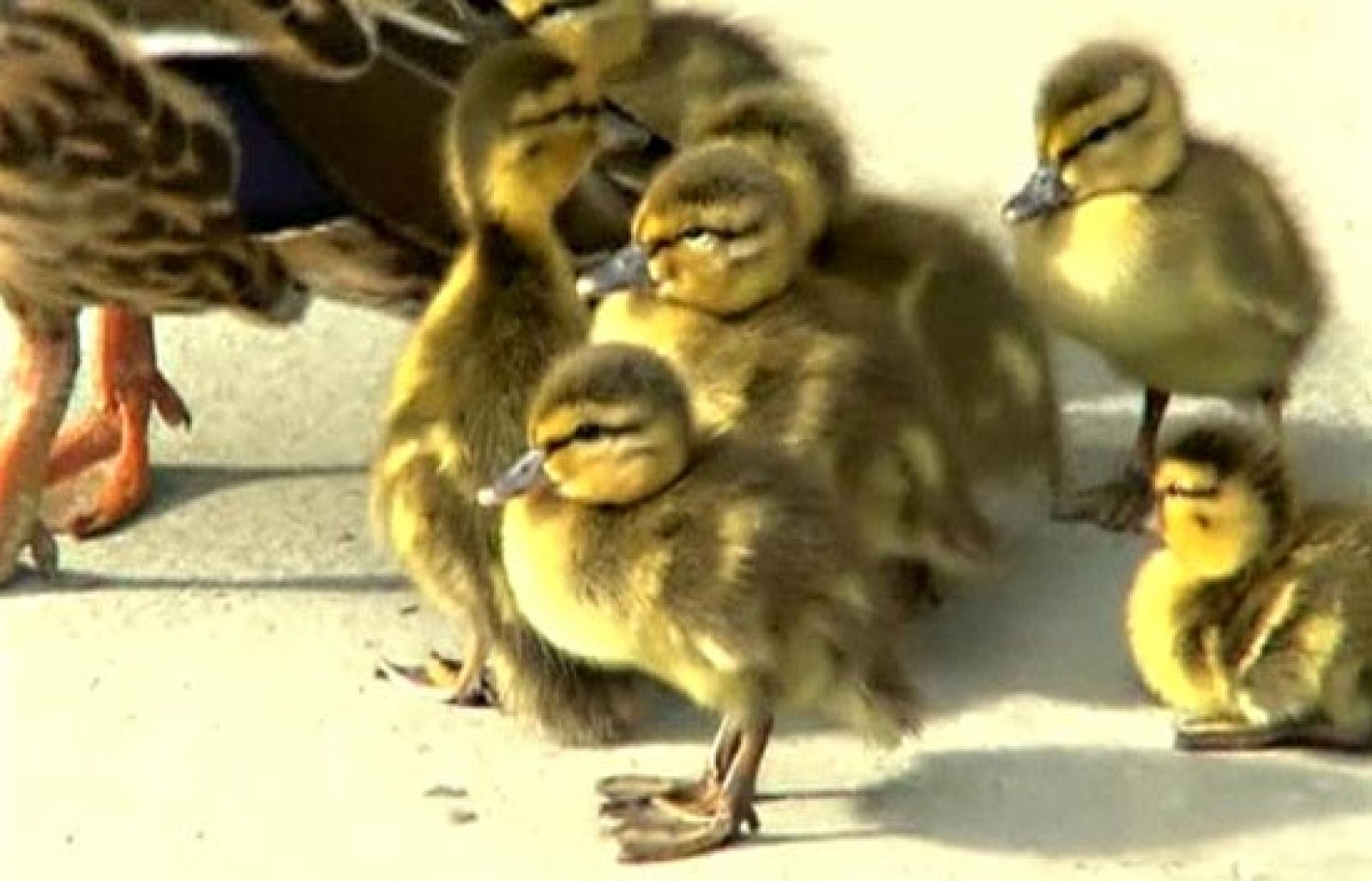 Una pequeña ayuda para mamá pato