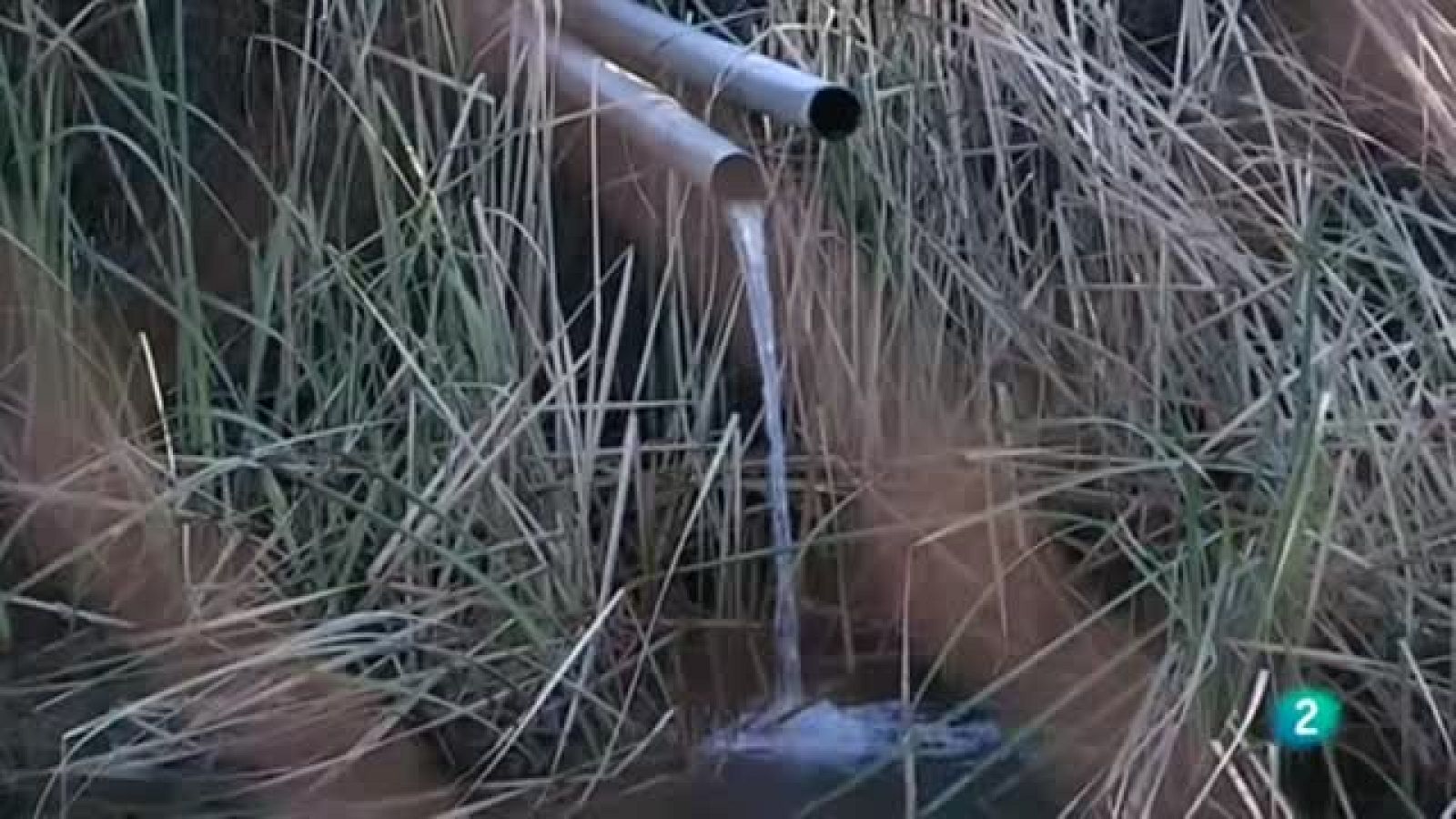 En primer plano, Doñana