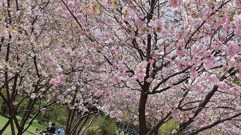 El Tiempo en la Comunidad de Madrid - 25/03/19 - ver ahora