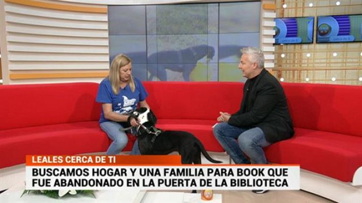 Cerca de ti - Cerca de ti - 25/03/2019